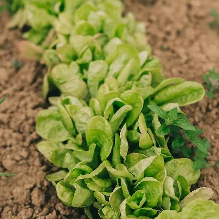 Nocleg ze śniadaniem Matild Country