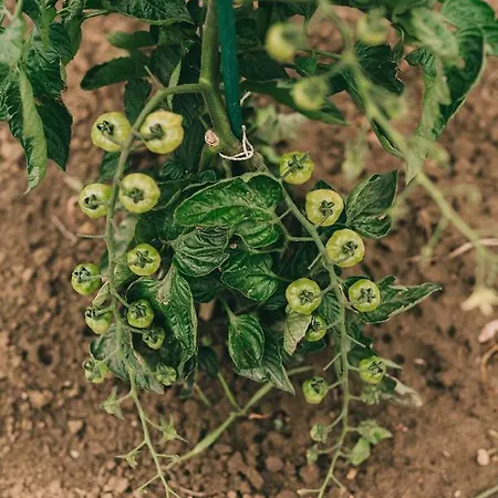 Matild Country Nocleg ze śniadaniem Nemesvita