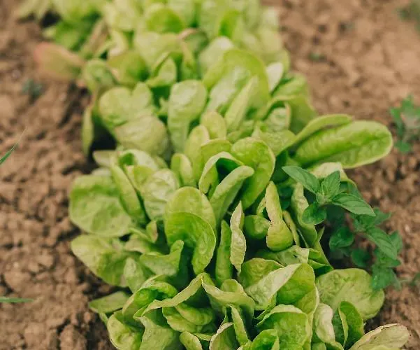 Panzió Matild Country