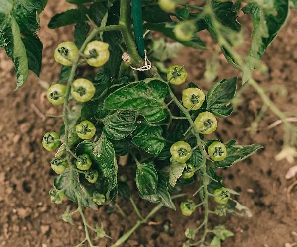 Matild Country Panzió Nemesvita